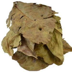 Daun salam
