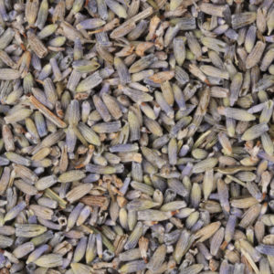 Lavendel