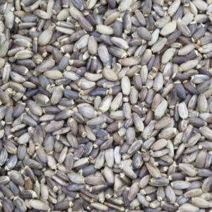 Milk thistle seeds
