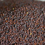 Zwart mosterdzaad - black mustard seed